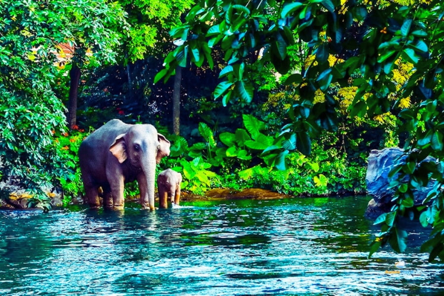 Elephants bathing in the jungle river in Thailand – Auasia Travel